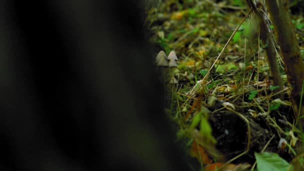 Grupa Drobnych Grzybów Dzikich Trawie Jesienią — Wideo stockowe