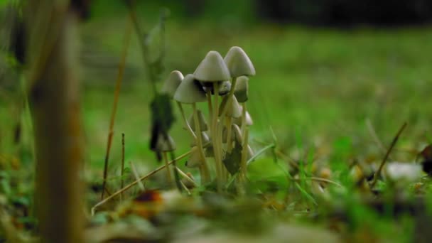 Group Tiny Wild Mushrooms Grass Fall — Stock Video
