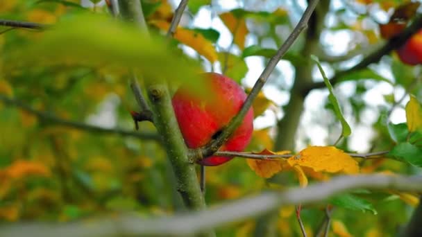 Κόκκινο Μήλο Στο Δέντρο Βράδυ Ηλιοφάνεια Κατά Διάρκεια Του Φθινοπώρου — Αρχείο Βίντεο