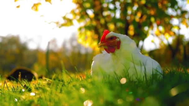 秋の間 裏庭の緑の草の中にかわいい白い鶏が座っています — ストック動画
