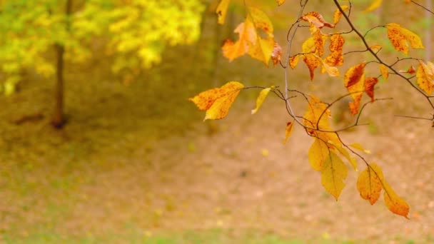 Folhas Coloridas Árvore Durante Temporada Outono — Vídeo de Stock