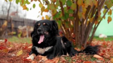 Sevimli siyah beyaz köpek sonbahar boyunca bahçedeki renkli yapraklara oturur.