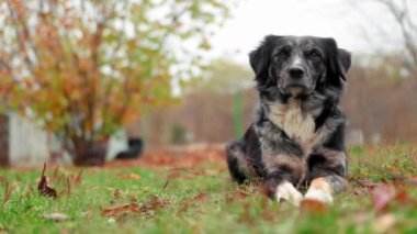 Sevimli siyah beyaz köpek sonbahar boyunca bahçedeki renkli yapraklara oturur.