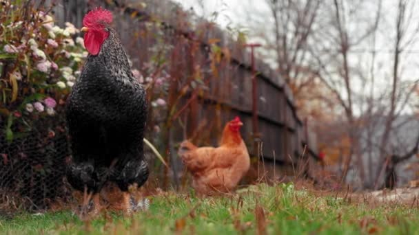 Der Hahn Kräht Hinterhof Mit Bunten Blumen Herbst — Stockvideo