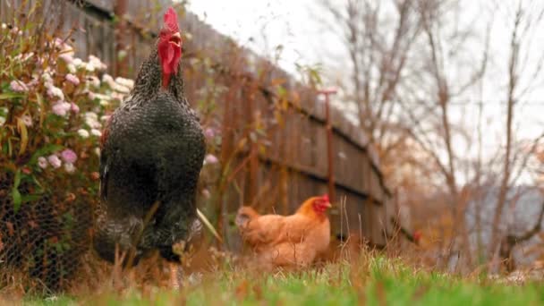 Gallo Canta Patio Trasero Con Flores Colores Durante Otoño — Vídeo de stock