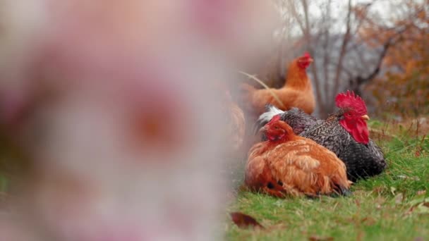 Grupp Höns Och Tuppen Vilar Gården Med Färgglada Blommor — Stockvideo