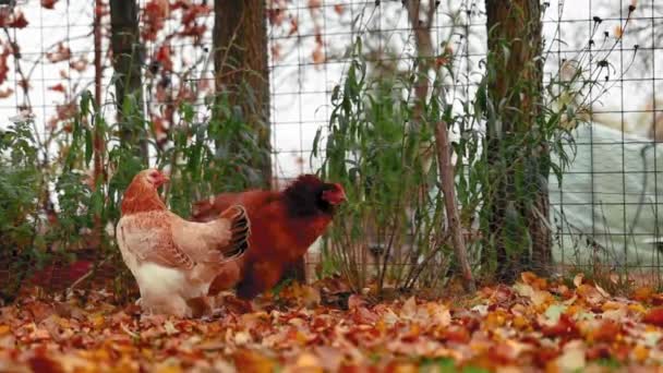 秋の紅葉の庭に座っている鶏 — ストック動画