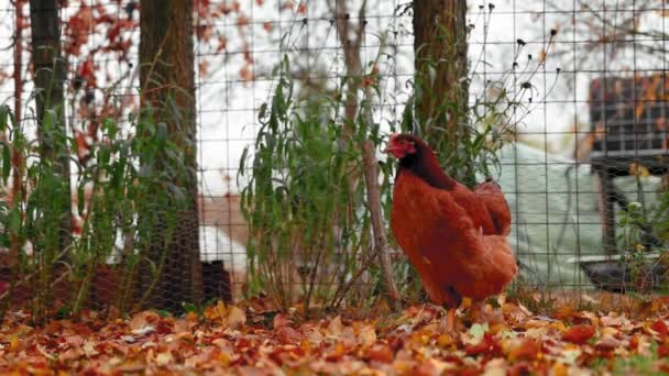 Курица Сидит Дворе Цветными Листьями Осенний Сезон — стоковое видео