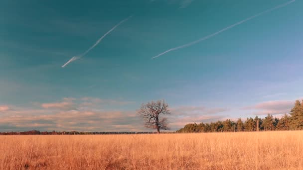 Stunning Autumn Landscape Yellow Grass Field — Stock Video