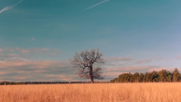 Stunning Autumn Landscape Yellow Grass Field — Stock Video