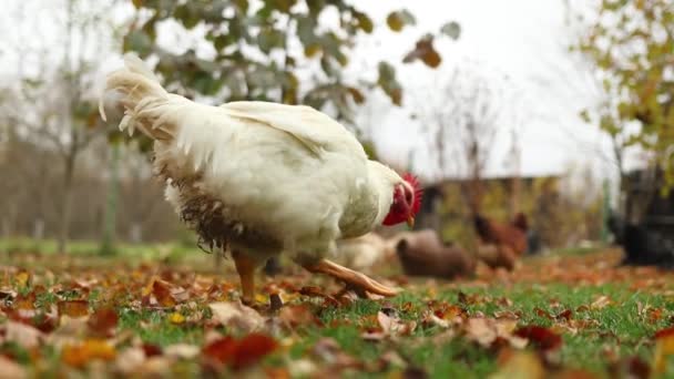 Witte Haan Eten Gras Achtertuin Tijdens Herfst — Stockvideo