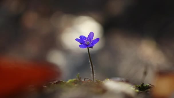 Piękny Hepatica Transsilvanica Dziki Kwiat Lesie Wczesną Wiosną — Wideo stockowe