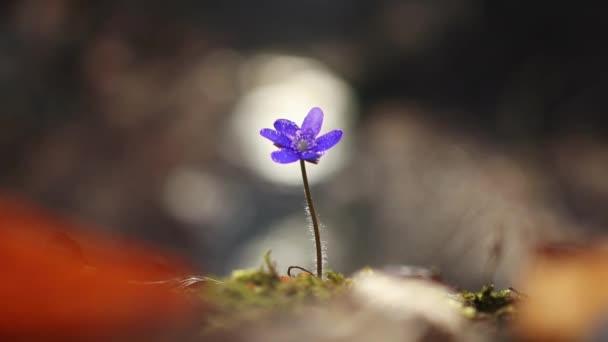 Bela Hepatica Transsilvanica Flor Selvagem Floresta Durante Início Primavera — Vídeo de Stock