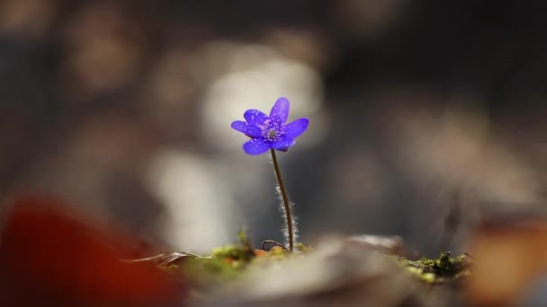 Hermosa Flor Silvestre Hepatica Transsilvanica Bosque Principios Primavera — Vídeo de stock