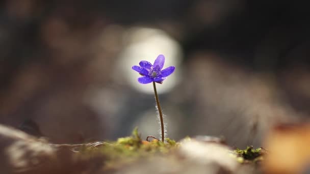 Lkbaharın Başlarında Ormandaki Güzel Hepatica Transsilvanica Yabani Çiçeği — Stok video