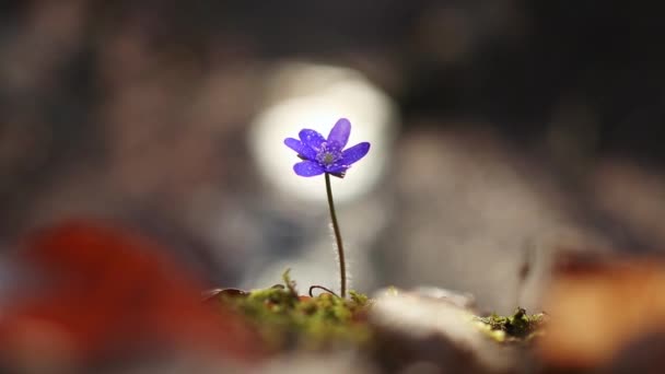 Hermosa Flor Silvestre Hepatica Transsilvanica Bosque Principios Primavera — Vídeo de stock