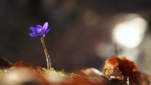 Hermosa Flor Silvestre Hepatica Transsilvanica Bosque Principios Primavera — Vídeos de Stock