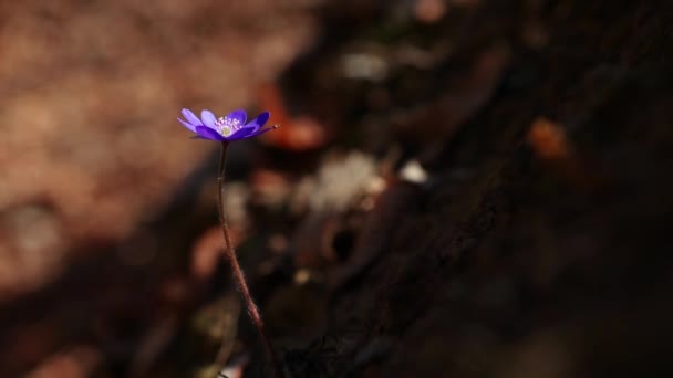 Hermosas Flores Silvestres Bosque Principios Primavera Hepatica Transsilvanica — Vídeo de stock