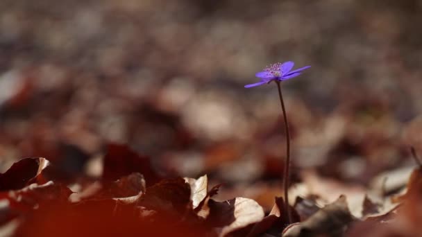 Hermosas Flores Silvestres Bosque Principios Primavera Hepatica Transsilvanica — Vídeos de Stock