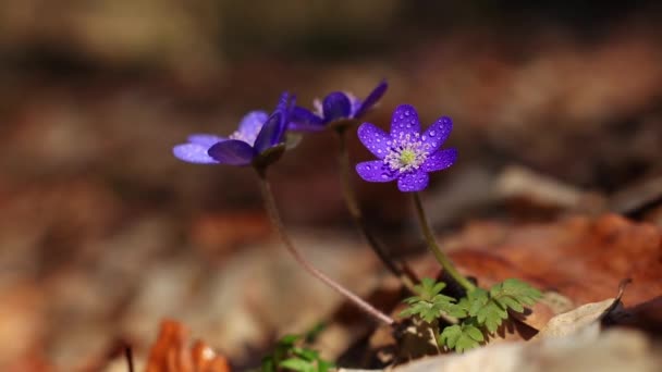 Flori Sălbatice Frumoase Pădure Timpul Primăverii Timpurii Hepatica Transsilvanica — Videoclip de stoc