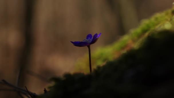 Hermosas Flores Silvestres Bosque Principios Primavera Hepatica Transsilvanica — Vídeo de stock