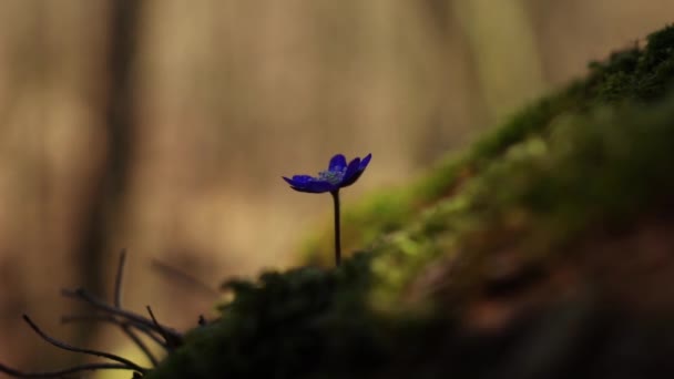 Bellissimi Fiori Selvatici Nella Foresta Durante Inizio Della Primavera Hepatica — Video Stock