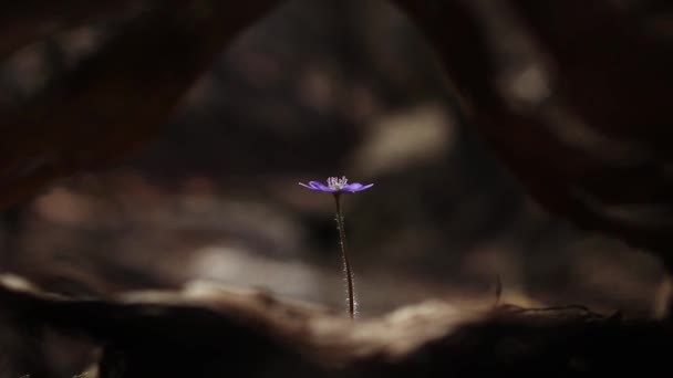 Hermosas Flores Silvestres Bosque Principios Primavera Hepatica Transsilvanica — Vídeos de Stock