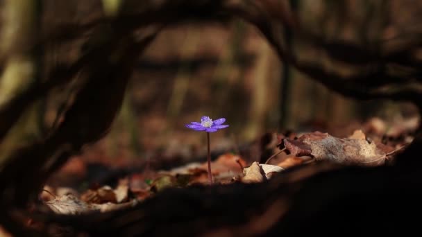 Lkbahar Başlarında Ormandaki Güzel Yabani Çiçekler Hepatica Transsilvanica — Stok video