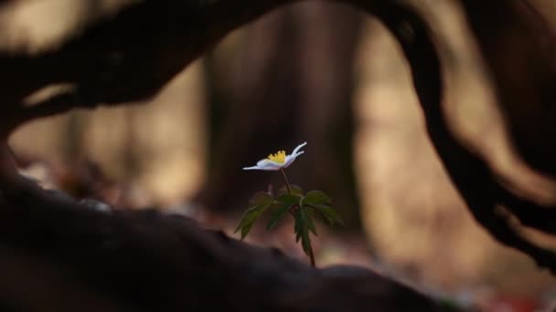 Nemorosa Amonowa Dzikim Lesie Wczesną Wiosną — Wideo stockowe