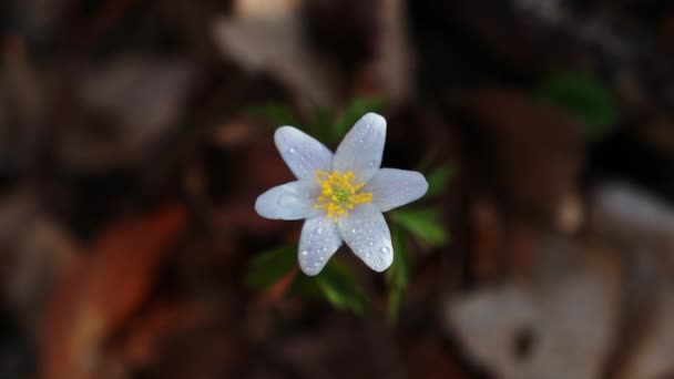 Anemone Nemorosa Wild Forest Early Spring — Stock Video