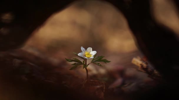 Anemone Nemorosa Vad Erdőben Kora Tavasszal — Stock videók