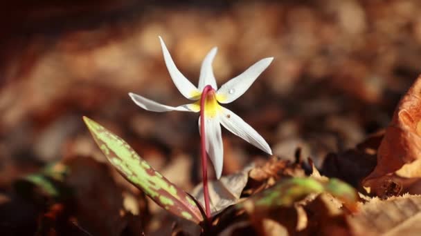 Erytronium Dens Canis Witte Wilde Bloem Het Vroege Voorjaar Het — Stockvideo