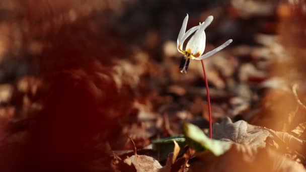Erytronium Dens Canis Λευκό Άγριο Λουλούδι Στις Αρχές Της Άνοιξης — Αρχείο Βίντεο