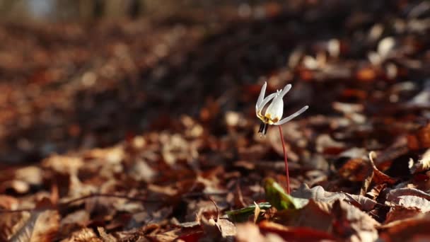 Erytronium Doupě Canis Bílá Divoká Květina Začátku Jara Lese — Stock video
