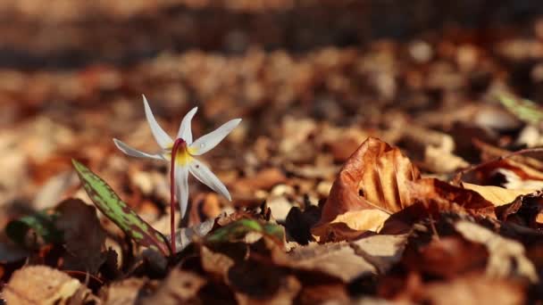 Erytronium Dens Canis Biały Dziki Kwiat Wczesną Wiosną Lesie — Wideo stockowe