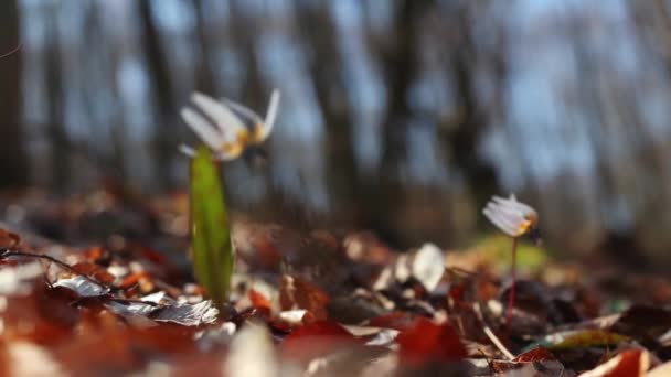 Логово Эритрония Белый Дикий Цветок Canis Ранней Весной Лесу — стоковое видео