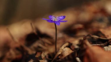 Hepatica transsilvanica ilkbaharın başlarında ormanda çiçek açar.