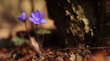 Hepatica transsilvanica ilkbaharın başlarında ormanda çiçek açar.