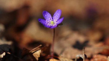 Hepatica transsilvanica ilkbaharın başlarında ormanda çiçek açar.