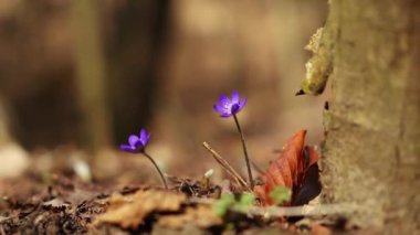 Hepatica transsilvanica ilkbaharın başlarında ormanda çiçek açar.