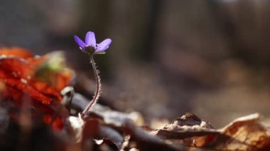 Hepatica transsilvanica ilkbaharın başlarında ormanda çiçek açar.