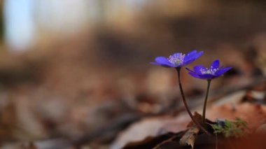 Hepatica transsilvanica ilkbaharın başlarında ormanda çiçek açar.