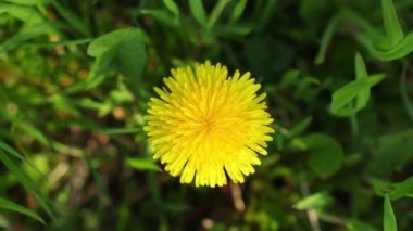 # Yeşil çimlerin üzerinde karahindiba # 