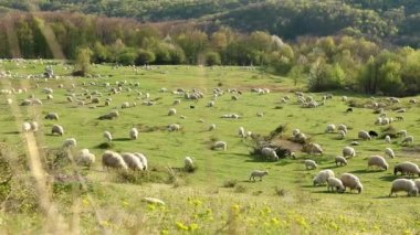 Bahar mevsiminde tepede otlayan koyun sürüsü 