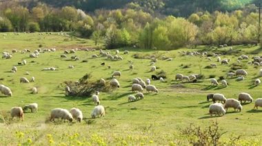 Bahar mevsiminde tepede otlayan koyun sürüsü 