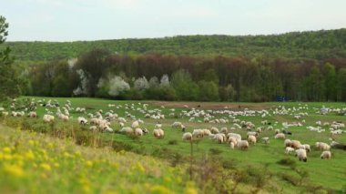 Bahar mevsiminde tepede otlayan koyun sürüsü 