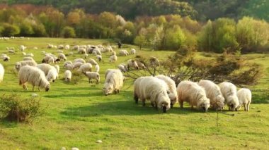 Baharda tepede otlayan bir koyun sürüsüyle güzel bir manzara.