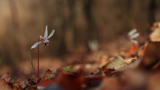 Erytronium Doupě Canis Bílá Divoká Květina Začátku Jara Lese — Stock video