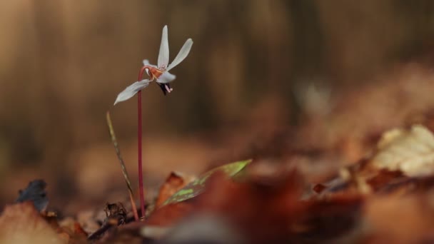 Erytronium Den Canis Beyaz Çiçek Ilkbaharın Başlarında Ormanda — Stok video