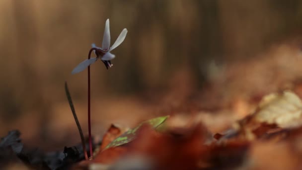 Erytronium Dens Canis Flor Silvestre Blanca Principios Primavera Bosque — Vídeo de stock